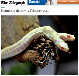 Cobra albina com duas cabeas  caso nico no mundo, diz dono
