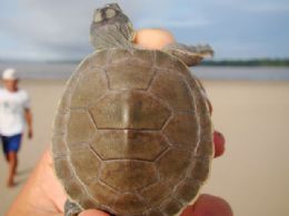 Filhote de tartaruga da espcie ia  analisada por bilogo no Amazonas.