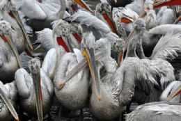 Pelicanos-crespos correm risco no Daguesto