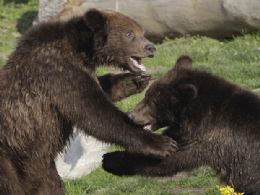 Ursos rfos brincam em zoolgico dos EUA aps perodo de hibernao