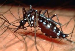 Treze pessoas morrem vtimas de dengue hemorrgica