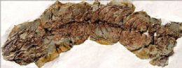Fssil mostra 'primeira fmea de lagarto grvida'