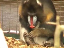 Macaco mandril cria ferramenta para pedicure no Reino Unido