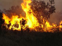 Seca e expanso rural so responsveis por aumento de queimadas, diz especialista