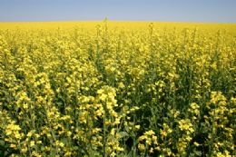 Agricultores fazem a colheita da canola