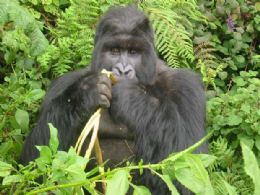 Origem de causador da malria pode estar em gorilas, diz estudo