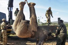 Para evitar matana, Qunia transfere 200 elefantes para parque nacional