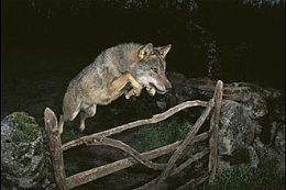 Fotografia de lobo caando  noite venceu o concurso Veolia Environment Wildlife Photographer of the Year 2009