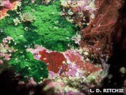 Cientistas analisam tipos de alga que teriam um bilho de anos