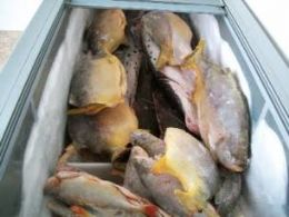 Sema regional de Guarant do Norte realiza fiscalizao de pesca