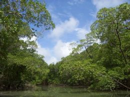 Guatemala, Guiana e Suriname ingressam em grupo de pases com mais florestas