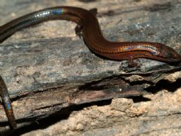 Pesquisadores descobrem nova espcie de lagarto no Camboja
