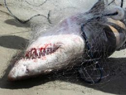 Tubaro fica preso em rede de pescadores no Litoral Sul de SP
