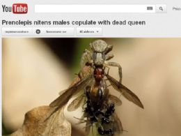 Bilogo registrou formigas macho acasalando com uma rainha enquanto ela virava refeio de uma aranha