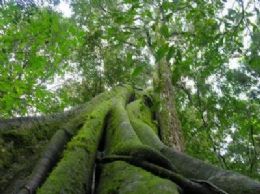 Em carta, dez ex-ministros apelam pela 'restaurao das florestas'