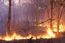 rea de preservao no Pantanal sofre com as queimadas