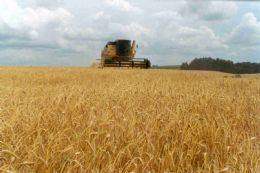 Governo promove leilo para escoamento de trigo