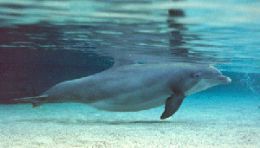 Fmeas de golfinhos mudam forma de nadar na gravidez, diz estudo