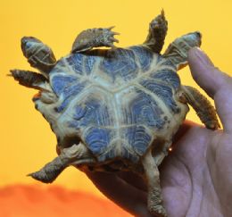 Tartaruga de duas cabeas e seis patas  exposta ao pblico na Ucrnia