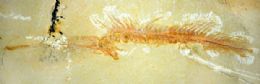 Cientistas encontram fssil marinho de 525 milhes de anos