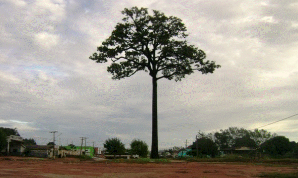 Castanheira  mantida na entrada da cidade como smbolo de preservao