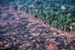 Presidente do Ibama avalia  desmatamento  bem de perto