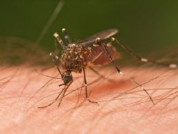 Aumento da ameaa dos mosquitos preocupa britnicos