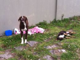 Cachorro 'guardio' protege companheiro morto em Curitiba
