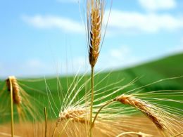Leilo da Conab comercializa 75,4% do trigo ofertado