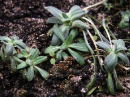 Cientistas cultivam planta a partir de sementes de 30 mil anos