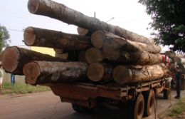 PF estima que madeira apreendida em Marcelndia chegue a R$ 100 mil
