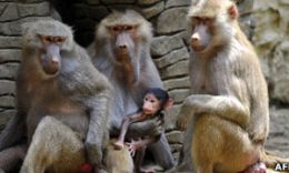 Cientistas temem que pesquisas mdicas criem macacos falantes