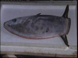 Peixe 'estranho'  encontrado por pescadores em Salvador