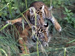 Ameaados de extino, filhotes de tigre brincam em zoo da Alemanha