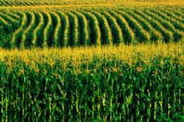 Falta de poltica para abastecimento de milho inviabilizar suinocultura
