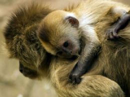 Filhote de macaco amaznico nasce em zoolgico de Israel