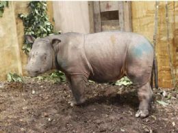 Captura de rinoceronte de Sumatra aumenta esperanas na Malsia