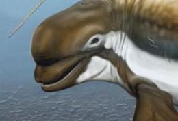 Ancestral de baleia ajuda a entender espcie moderna