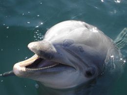 Golfinho-comum, tambm chamado de nariz-de-garrafa