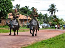 PM do Par usa bfalos para policiamento na Ilha do Maraj
