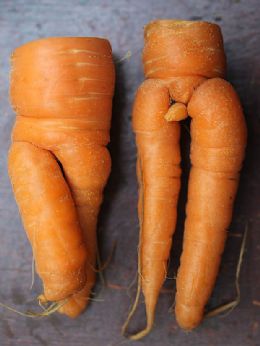 Casal colhe cenouras que 'lembram' relao sexual entre humanos