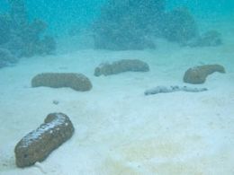 Pepino do mar pode aliviar mudanas climticas em corais, diz pesquisa