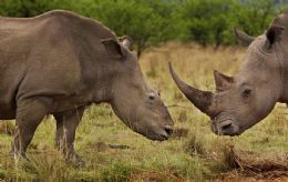 Caa predatria de rinocerontes na frica do Sul pode causar desaparecimento de diversas espcies at 2020.