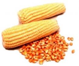 Queda na demanda afeta preo do milho