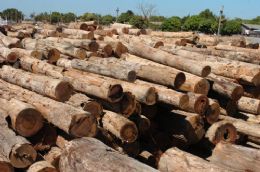 Fiscalizao apreende 7 mil metros cbicos de madeira ilegal em MT