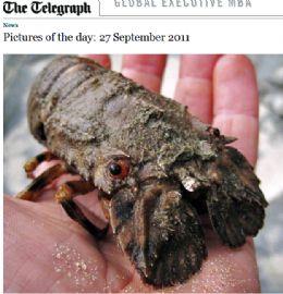 Pescador encontra espcie rara de lagosta no Reino Unido