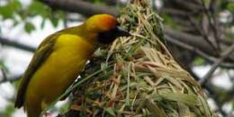 Habilidade de aves fazerem ninhos  aprendida e no inata, diz estudo