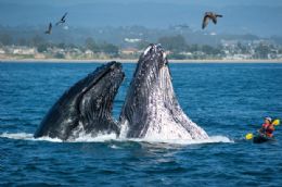 Homem em caiaque  surpreendido por duas baleias jubarte