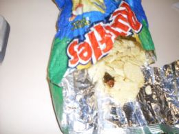 Polcia investiga como barata foi parar em pacote de batata frita