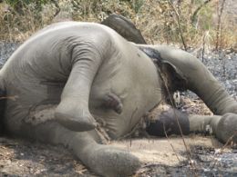 Elefante abatido em Camares.